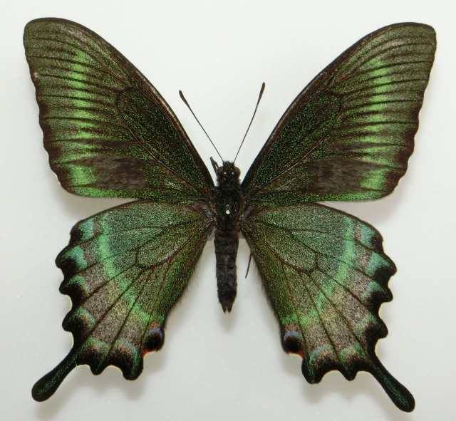 Papilio maackii (abb) (Internet Image property of respective owner, non-commercial use only)